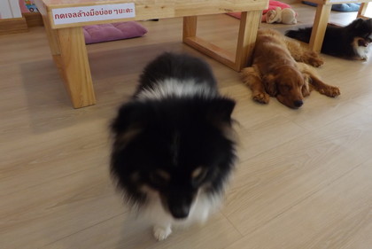 犬たち